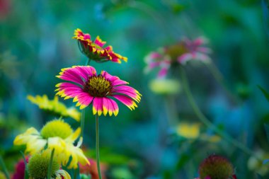 Gaillardia aristata çiçek Güzel Portre Bahar sırasında uzakta Blooming