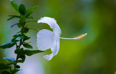 Yumuşak bulanık arka planda Ebegümeci çiçek Güzel Portresi