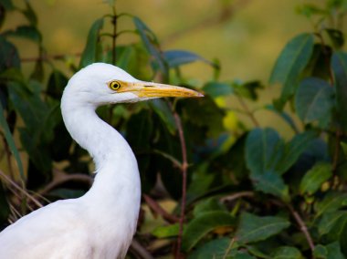 Doğal yaşam alanında Sığır Egret Portresi
