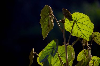Yumuşak Bir Arka Planda Doğal Yapraklar