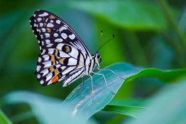 Ortak Kireç Kelebek doğal ışıkta çiçek bitkiler üzerinde oturan