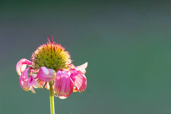 Hermoso Retrato Flores Gaillardia Aristata Floreciendo Durante Primavera — Foto de Stock