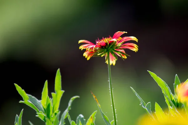 Bellissimo Ritratto Fiori Gaillardia Aristata Che Sbocciano Durante Primavera — Foto Stock