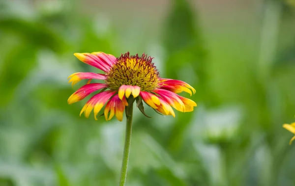 Vackra Porträtt Gaillardia Aristata Blommor Blommar Bort Våren — Stockfoto