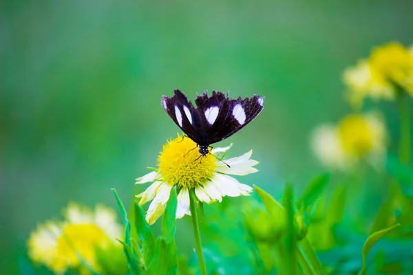 부드러운 배경에 나비나비의 아름다운 초상화 — 스톡 사진