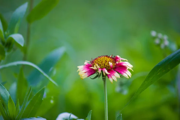 Beau Portrait Fleurs Gaillardia Aristata Fleurissant Printemps — Photo