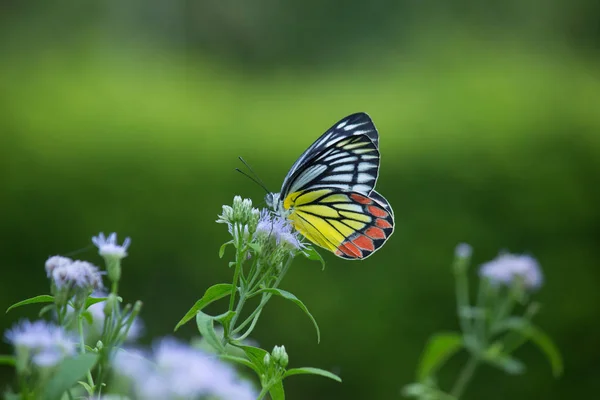 Retrato Bonito Uma Borboleta Indiana Jezebel Sentado Sobre Flores Fundo — Fotografia de Stock