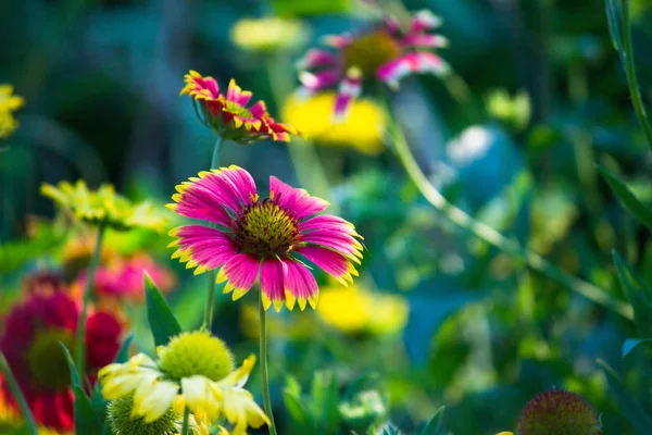 Beau Portrait Fleurs Gaillardia Aristata Fleurissant Printemps — Photo