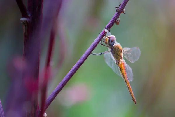 Bellissimo Ritratto Libellula Nel Suo Habitat Naturale — Foto Stock