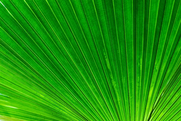 Натуральне Пальмове Листя Природному Світлі — стокове фото