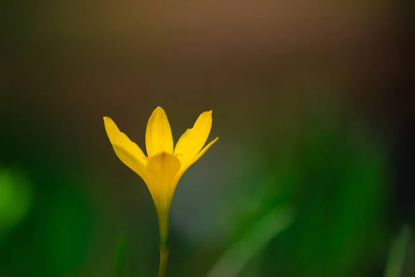 부드러운 흐릿한 배경에서 노란색 종꽃의 아름다운 초상화 — 스톡 사진