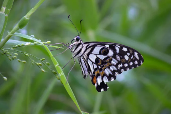 常见的石灰蝴蝶坐在花植物在自然光 — 图库照片