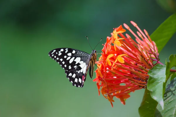 Mariposa Común Cal Sentada Las Plantas Flores Luz Natural — Foto de Stock