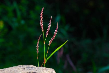 Bir çiçek, bazen bir çiçek veya çiçek olarak bilinen, üreme yapısı çiçekli bitkilerde bulunur. Bir çiçeğin biyolojik işlevi üreme etkisi, genellikle yumurta ile sperm birliği için bir mekanizma sağlayarak. Çiçekler olabilir fa