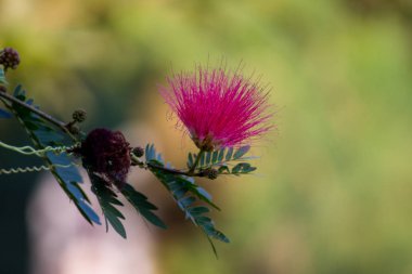 Albizia julibrissin, Fabaceae familyasından Güneybatı ve Doğu Asya 'ya özgü bir ağaç türü. Cins adını 18. yüzyılın ortalarında Avrupa 'ya tanıtan İtalyan asilzade Filippo degli Albizzi' den almıştır.