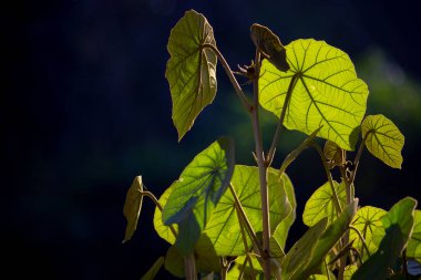 Gün boyunca doğal yapraklar 