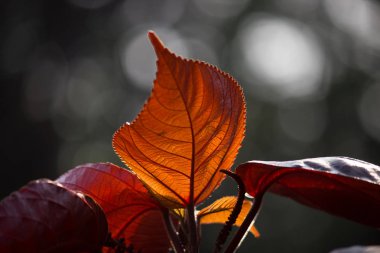 Gün boyunca doğal yapraklar 