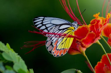 Güzel bir yumuşak arka plan gulmohar çiçekler üzerinde oturan Hint Jezebel kelebek