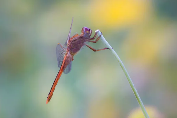 Dragonfly Insect Belonging Order Odonata Infraorder Anisoptera Adult Dragonflies Characterized — 图库照片