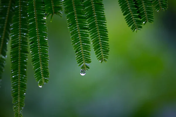 Gouttes Eau Coulant Vers Bas Des Feuilles Printemps — Photo