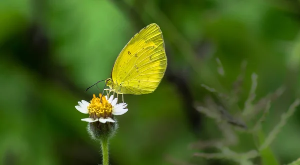 Eurema Hecabe Hierba Común Amarilla Una Pequeña Especie Mariposa Piérida — Foto de Stock