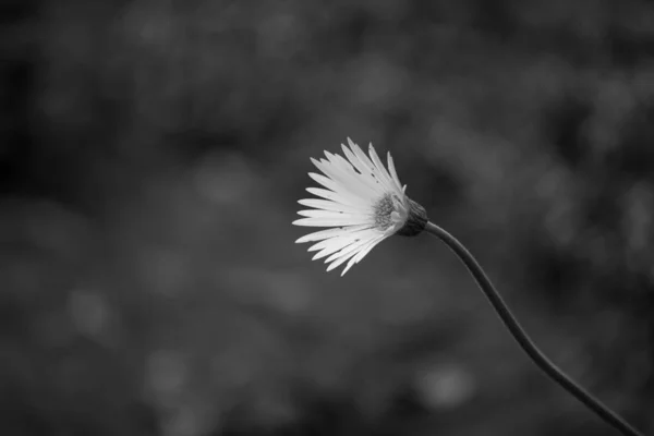 Vackert Porträtt Gaillardia Aristata Blomma Mot Mjuk Grön Suddig Bakgrund — Stockfoto