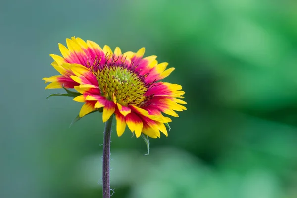 Bellissimo Ritratto Gaillardia Aristata Fiore Uno Sfondo Morbido Verde Sfocato — Foto Stock