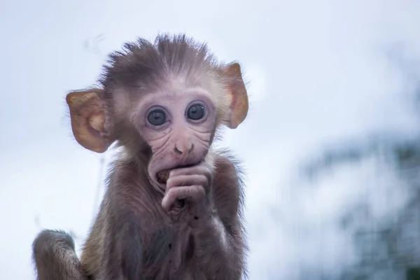Rhesus makakları kırmızı yüzlü ve kıçlı tanıdık kahverengi primatlardır. Kafalarında kısa kesilmiş saçlar var, bu da onların çok anlamlı yüzlerini vurguluyor..