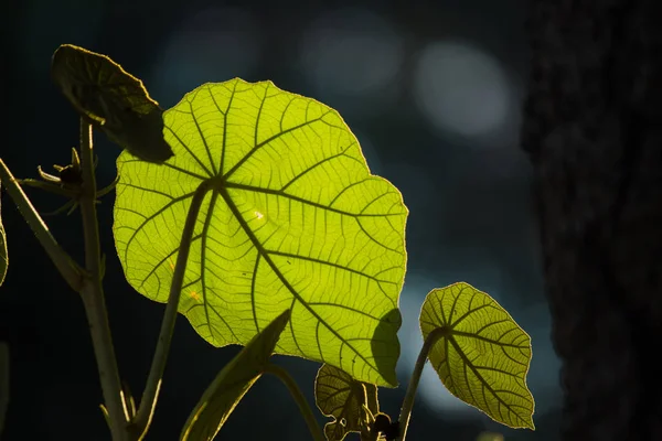 Hojas Naturales Durante Día —  Fotos de Stock