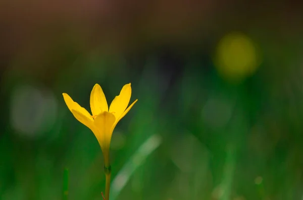 Una Flor Veces Conocida Como Flor Flor Estructura Reproductiva Que —  Fotos de Stock