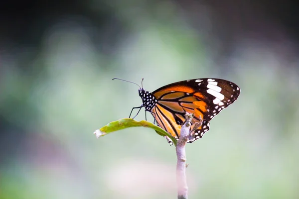 Retrato Bonito Monarch Butterfly Nas Plantas Flor Fundo Embaçado Verde — Fotografia de Stock