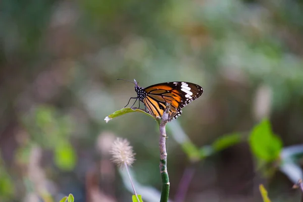 Beau Portrait Papillon Monarque Sur Les Plantes Fleurs Dans Fond — Photo