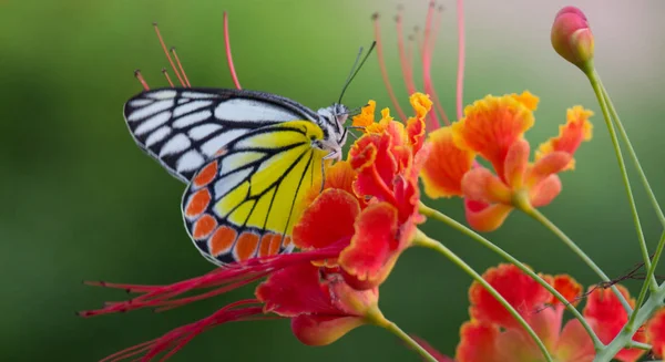 Indian Jezebel Motyl Siedzi Kwiaty Gulmohar Ładne Miękkie Tło — Zdjęcie stockowe