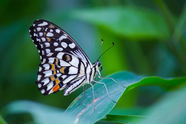 Papilio Demoleus Gyakori Széles Körben Elterjedt Fecskefarkú Pillangó Pillangó Ismert — Stock Fotó