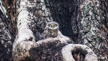 Benekli Owlet ağaç üzerinde oturan ve kamufle