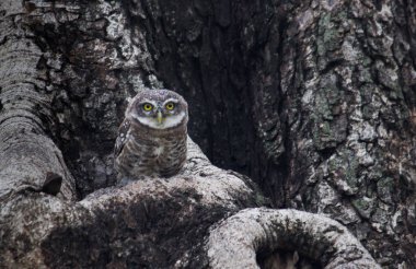 Benekli Owlet ağaç üzerinde oturan ve kamufle