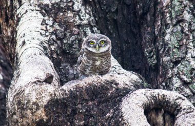 Benekli Owlet ağaç üzerinde oturan ve kamufle