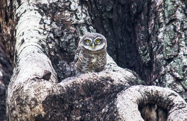 Gefleckte Eule Auf Dem Baum Sitzend Und Getarnt — Stockfoto