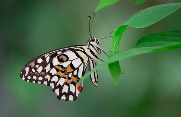 Papilio Demoleus Vanlig Och Utbredd Svalgfjäril Fjärilen Också Känd Som — Stockfoto