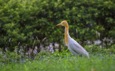 Sığır egret tropik, subtropik ve sıcak ılıman bölgelerde bulunan balıkçıl kozmopolit bir türüdür. Bubülbül cinsinin tek üyesidir, ancak bazı otoriteler alt türlerinden ikisini tam tür olarak kabul etse ler de, batı