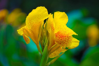 Canna indica, Cannaceae familyasından bir bitki türüdür. Güney Amerika, Orta Amerika, Batı Hint Adaları, Meksika ve t