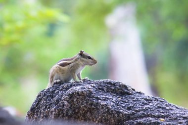 Sincaplar, küçük veya orta boy kemirgenler içeren bir aile olan Sciuridae ailesinin üyeleridir. Sincap ailesi ağaç sincapları, yer sincapları, sincaplar, marmotlar, uçan sincaplar ve diğer kemirgenler arasında bozkır köpeklerini içerir..