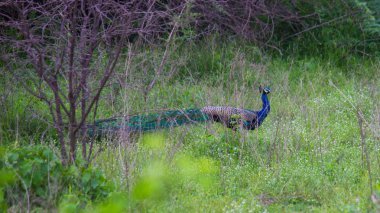 Peafowl, Phasianidae familyasından Pavo ve Afropavo cinsindeki üç kuş türü için kullanılan yaygın bir isimdir. Erkek tavus kuşu tavus kuşu, dişi tavus kuşu ise tavus kuşu olarak adlandırılır..
