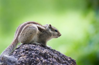 Sincaplar, küçük veya orta boy kemirgenler içeren bir aile olan Sciuridae ailesinin üyeleridir. Sincap ailesi ağaç sincapları, yer sincapları, sincaplar, marmotlar, uçan sincaplar ve diğer kemirgenler arasında bozkır köpeklerini içerir..