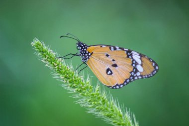 Danaus chrysippus, Asya, Avustralya ve Afrika'da yaygın olan orta boy bir kelebek türüdür. Bu fırça ayaklı kelebek ailesinin Danainae alt familyasına ait 