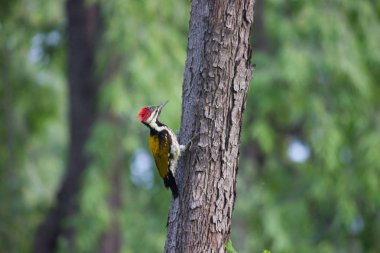 Woodpeckers are part of the family Picidae, a group of near-passerine birds that also consist of piculets, wrynecks, and sapsuckers. Members of this family are found worldwide, except for Australia, New Guinea, New Zealand, Madagascar, and the extrem clipart