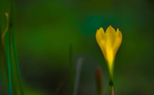Kwiat Zwany Czasem Kwitnieniem Lub Kwitnieniem Jest Strukturą Rozrodczą Znaleziona — Zdjęcie stockowe