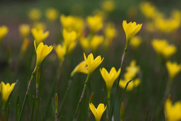 Une Fleur Parfois Appelée Fleur Fleur Est Structure Reproductrice Des — Photo