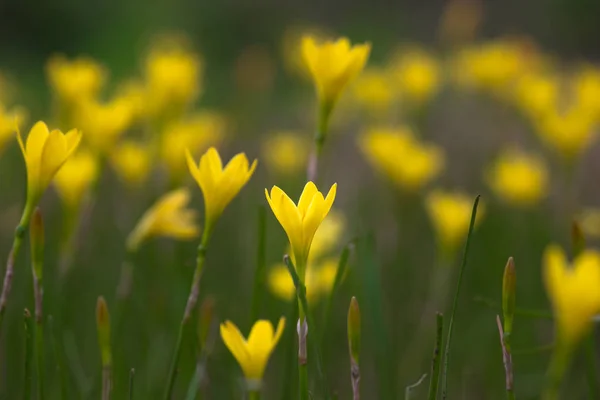 Una Flor Veces Conocida Como Flor Flor Estructura Reproductiva Que —  Fotos de Stock