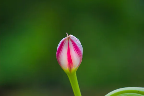 Lilium Ist Eine Gattung Krautiger Blütenpflanzen Die Aus Zwiebeln Wachsen — Stockfoto